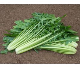 Catalogna - Aurelia - BIO - 50% der remise - germination réduite