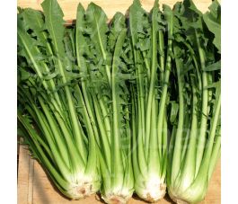 Catalogna - Aurelia (Romea) TT - BIODYNAMIQUE