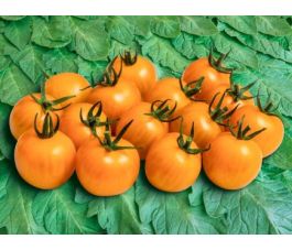 Tomate cerise - Goldiana - BIODYNAMIQUE