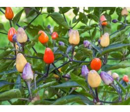 Chili - Lila luzi - BIODYNAMIQUE