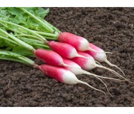 Radis - French Breakfast 2 - BIO