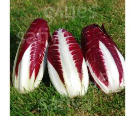 Radicchio - Treviso 206 TT - BIODYNAMIQUE