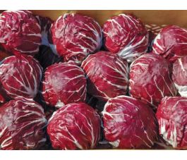 Radicchio - 506 TT - BIODYNAMIQUE