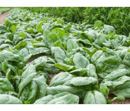 Epinard - Gammason - BIODYNAMIQUE