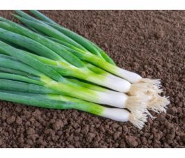 Cébette - Ischikrona - BIODYNAMIQUE