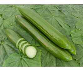 Concombre - Helena - BIODYNAMIQUE