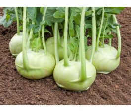 Chou-rave - Rasko - BIODYNAMIQUE