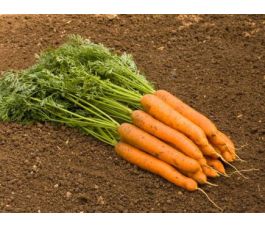 Carotte - Nantaise 2/Fynn - BIO