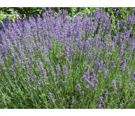 Lavandula officinalis - Lavande - BIODYNAMIQUE