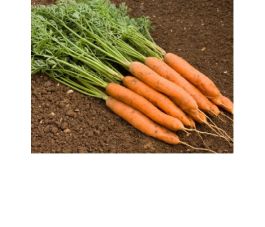 Carotte - Fine - BIODYNAMIQUE