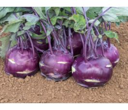 Chou-rave - Blaril - BIODYNAMIQUE