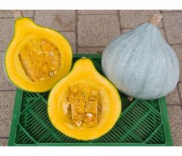 Courge, Blue Ballet, Bingenheimer Saatgut