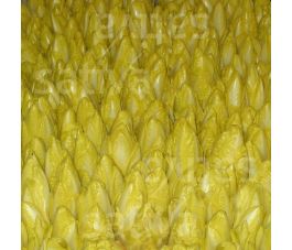 Endive - Etardo KS - BIO