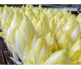 Endive - Macun - BIODYNAMIQUE - 50% de remise pour cause de germination réduite