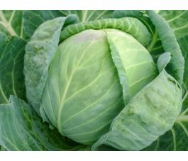 Chou blanc, Domara, Bingenheimer Saatgut