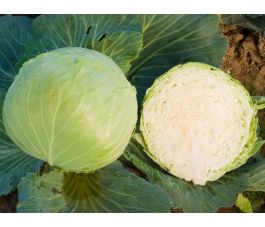 Chou blanc - Donator - BIODYNAMIQUE