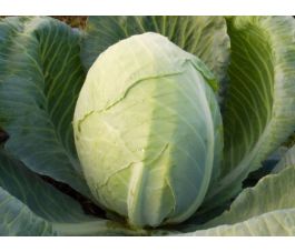 Chou blanc - Dowinda - BIODYNAMIQUE
