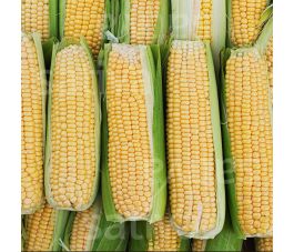 Maïs doux - Damaun KS - BIODYNAMIQUE