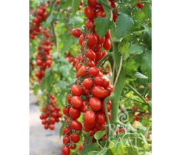 Tomate cerise - MiriMiri - BIODYNAMIQUE