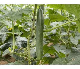 Concombre - Cleopha - BIODYNAMIQUE