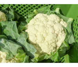 Chou-fleur - Amabile - BIO