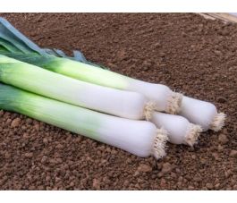 Poireau d'été - Kulaures - BIODYNAMIQUE