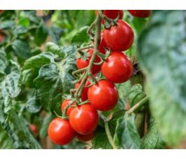Tomate cerise - Philamina - BIODYNAMIQUE