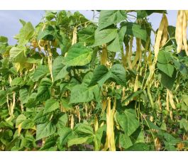 Haricot à rames - Golden Gate - BIO