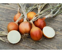 Oignon - Rijnsburger 5/Bingo - BIO - 50% remise - germination réduite