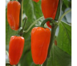 Poivron - Flynn - BIO