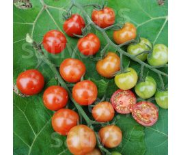 Tomate cerise - Primabella - BIODYNAMIQUE