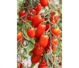 Tomate - Pippa - BIODYNAMIQUE