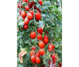 Tomate - Kalami - BIODYNAMIQUE 