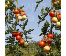 Tomate cerise - Resibella - BIODYNAMIQUE