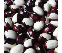 Haricot ramé à écosser - Klosterfrauen/Du Couvant - BIO