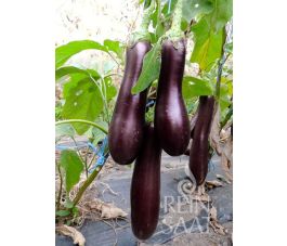 Aubergine - Violette Lunga 3 - BIO - 50% de remise - germination réduite