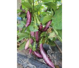 Aubergine - Tsakoniki - BIODYNAMIQUE