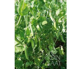 Pois à écosser - Douce Provence - BIO - 50% remise - germination réduite