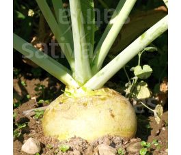 Rutabaga - Wilhelmsburger - BIODYNAMIQUE