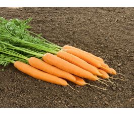 Carotte - Vitella - BIO