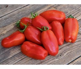 Tomate Roma - San Marzano - BIODYNAMIQUE