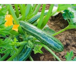 Courgette - Cocozelle von Tripolis - BIODYNAMIQUE