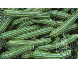 Courgette - Striato d'Italia - BIODYNAMIQUE