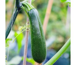 Courgette grimpante - Ola Escaladora - BIO