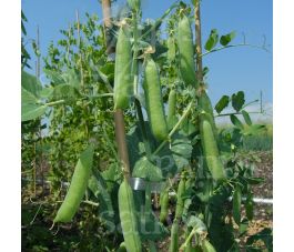 Pois nain ridé - Karina - BIO