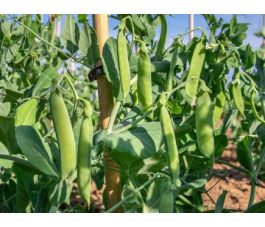 Pois Potager à écosser - Kleine Rheinländerin - BIO