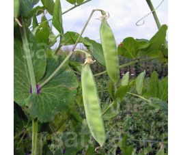 Pois mangetout - Géant Suisse - BIODYNAMIQUE