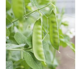 Pois mangetout / gourmands - Sweet Horizon - BIO