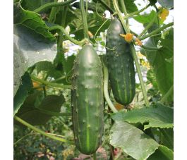 Concombre - Marketmore - BIO