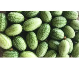 Concombre à confire Mélothérie - BIO